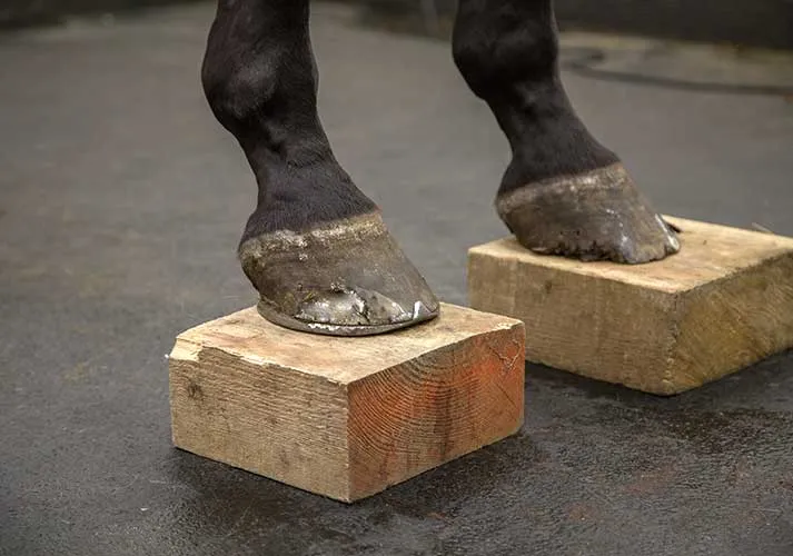 farriery_and_footcare