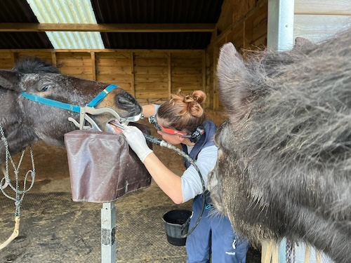 mobile vet visiting clients horse at home