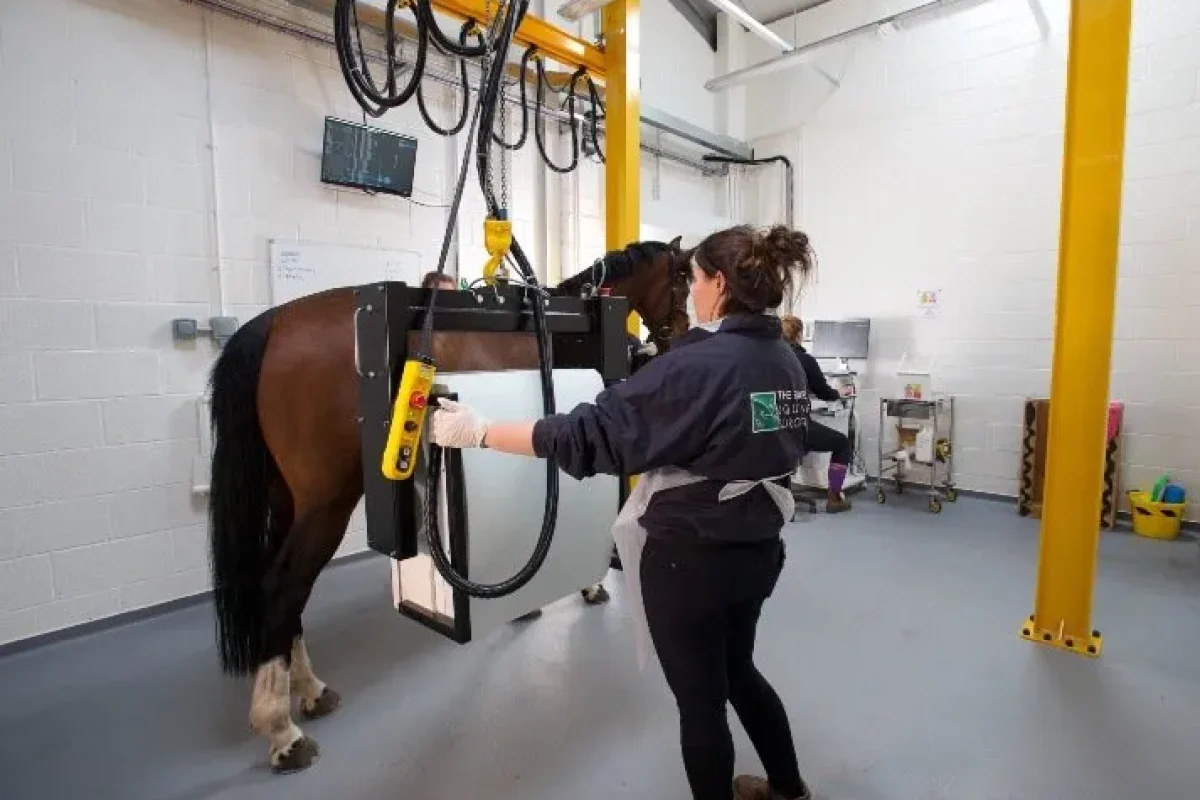 Scintigraphy being performed on a mare